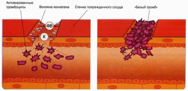 Свертывание крови. Схема свертывания крови