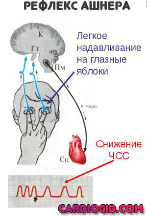 Пульс 95 в покое причины - Все про гипертонию