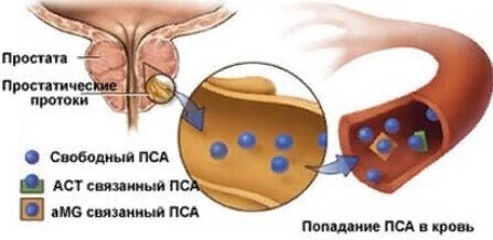 Анализ крови ПСА — что это такое? Расшифровка и норма