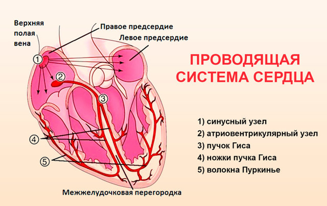 Синусовая брадикардия сердца – лечение народными средствами и чем опасна брадикардия?