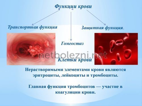 Почему в крови мало тромбоцитов: причины снижения и что с этим делать