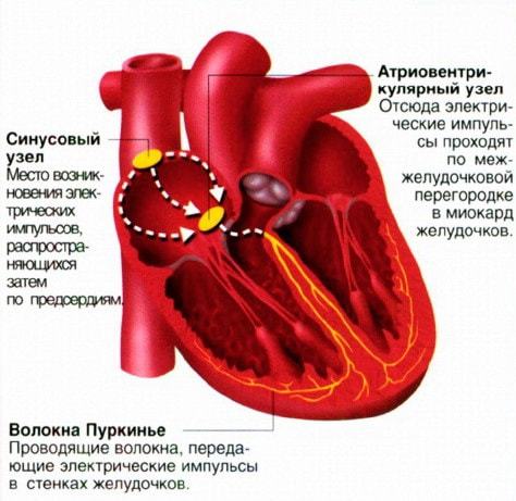 Ритм синусовый горизонтальное положение эос. Нормальное расположение эос и причины ее смещения