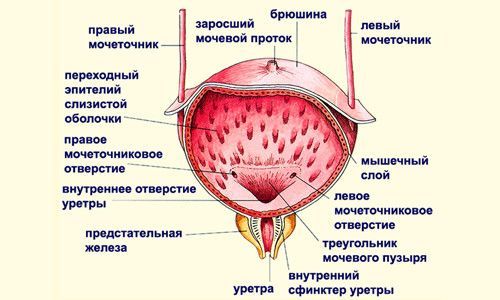 Как поставить катетер питомцу: правила, советы и рекомендации