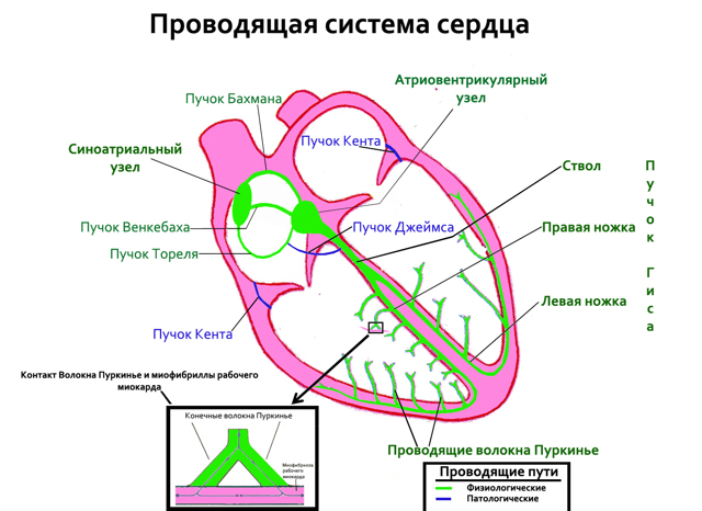 Что такое ав блокада сердца