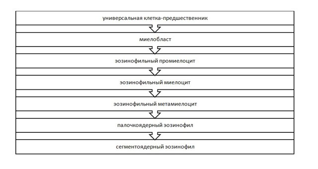 О чем говорят повышенные эозинофилы у ребенка - Летидор