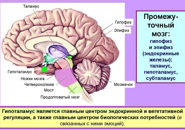 Гомеопатический препарат Ременс – инструкция по применению, аналоги, отзывы, цена