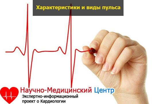 Нормальный пульс человека — Таблица показателей по возростам, нормы и показатели ритма
