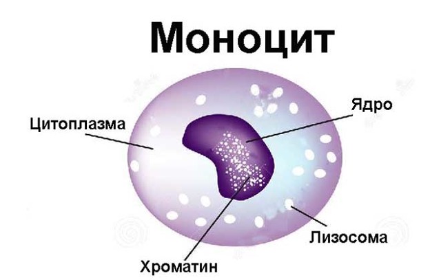 В крови повышены моноциты: причины у взрослого и ребёнка