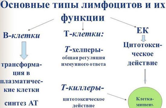 Понижение лимфоцитов: понятие, особенности, лечение
