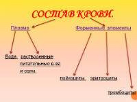 Анализ крови на электролиты - что это, нормы электролитов крови