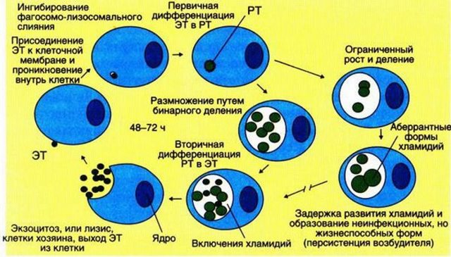 Хламидиоз при беременности - симптомы, лечение, последствия для ребенка