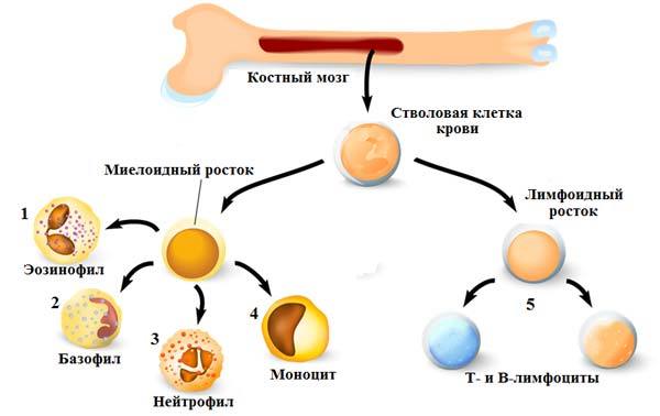 Лейкоциты, их классификация, свойства и функции.