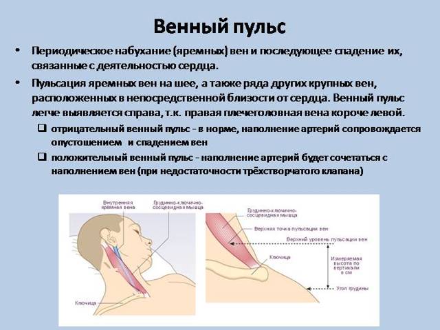 Характеристика пульса: основные показатели нормы