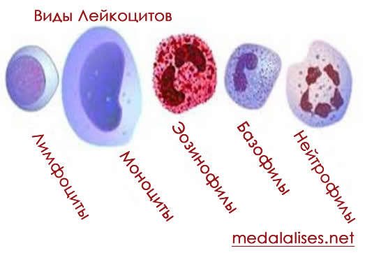 Что такое Лейкоцитарная формула?