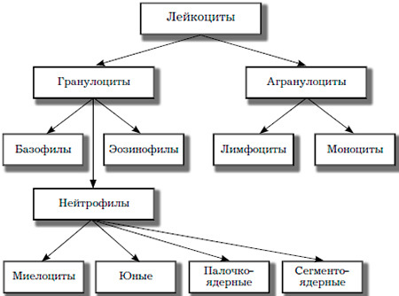 Лейкоциты в крови в норме: где образуются, разновидности, подсчет и функции