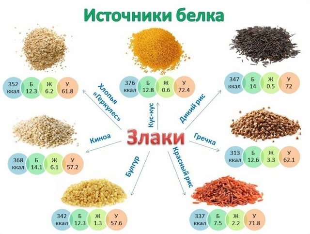 Белки плазмы крови – их функции в организме, фракции и их характеристика