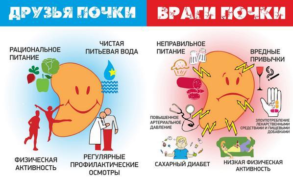 Сахарный диабет и почки, осложнения на почти от СД