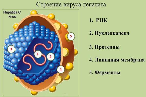 Anti hcv подтверждающий положительный что это значит — Лечим печень