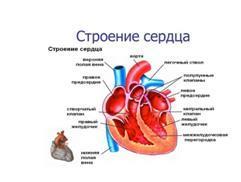 Трикуспидальная регургитация — степени и лечение