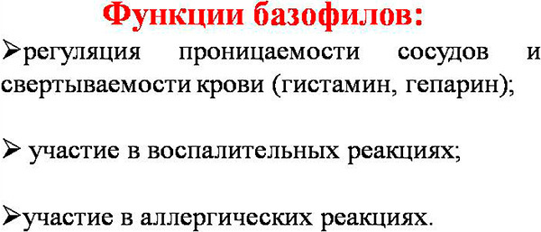 Абсолютное содержание базофилов повышено
