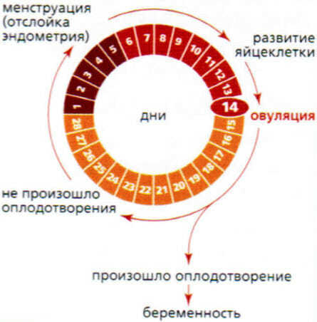 Почему идут месячные у девушек и женщин?