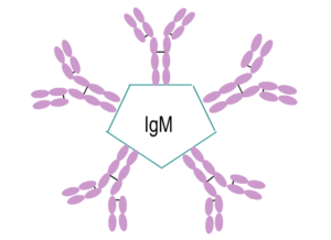 Чем отличаются антитела igg от igm