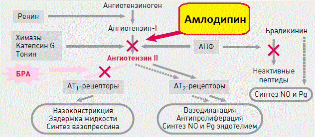 Амлодипин или энап что лучше - Все про гипертонию