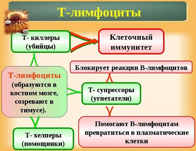 Увеличение лимфоцитов у ребенка