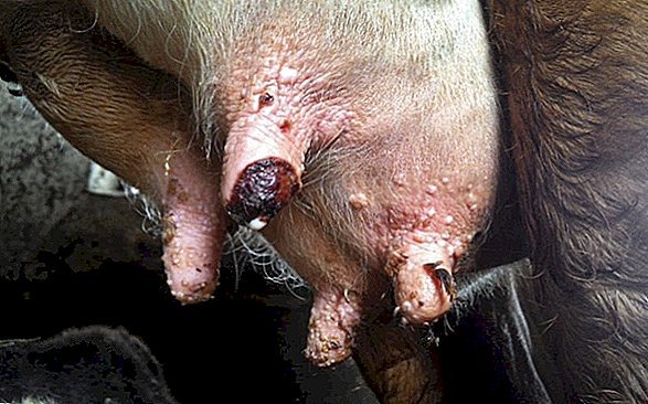 Хвороби корів: причини, симптоми, способи лікування, профілактика тварин