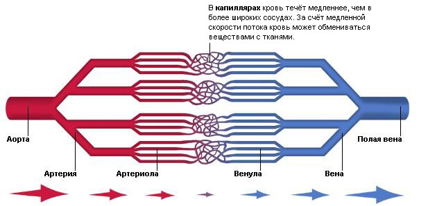 Кровеносные сосуды и вены человека: что это такое и какую работу в организме выполняют?