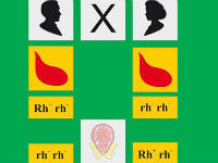 Отрицательный резус-фактор крови