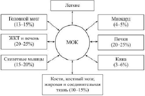 Из левого желудочка вытекает кровь | Наше сердце