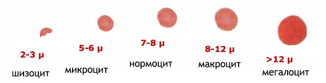 MCV в анализе крови – что это такое? MCV – анализ крови, расшифровка норма у женщин, мужчин, детей. Средний объем эритроцитов понижен, повышен – что это значит?