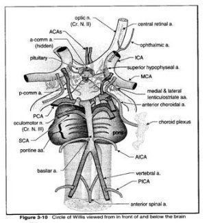 Внутренняя сонная артерия