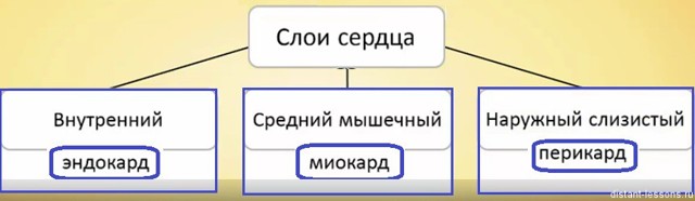 Венозная система человека: схема, анатомия и функции