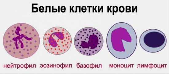 Общий анализ крови - лейкоциты: норма и причины отклонения от нормы