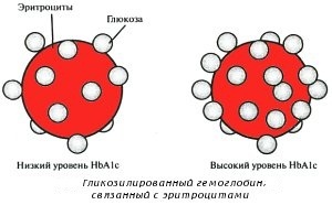 Какой анализ крови сдать чтобы проверить сахарный диабет — Лечим диабет