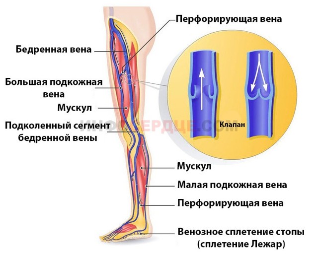 Доплер сосудов нижних конечностей – специфика и результативность