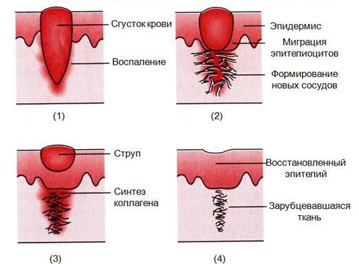 Левомеколь мазь - инструкция по применению, цена, аналоги
