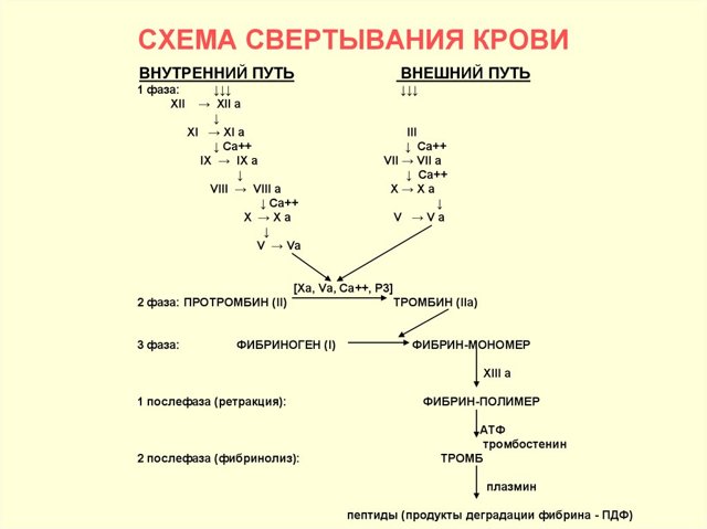 Коагулограмма - обязательный анализ при беременности, перед операцией