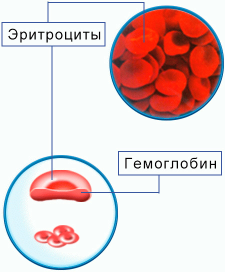 Норма гемоглобина в крови для детей, женщин и мужчин - таблица