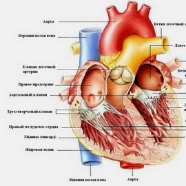 Как устроено сердце человека, каковы его функции?
