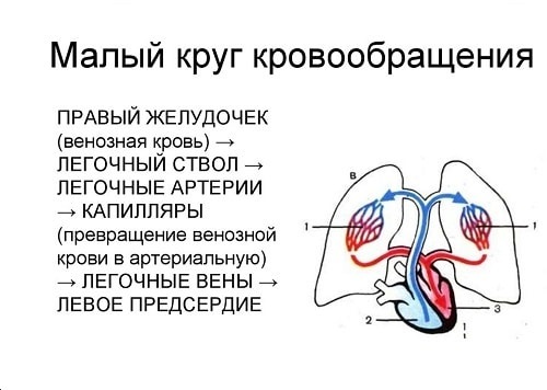 Анатомия и внутреннее строение сердца человека. Физиология сердца: проводящая система сердца