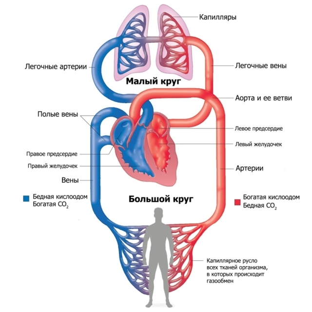 Верхняя полая вена — Карта знаний