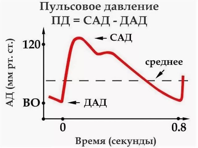 Что такое систола и диастола. Чем отличается систолическое давление от диастолического