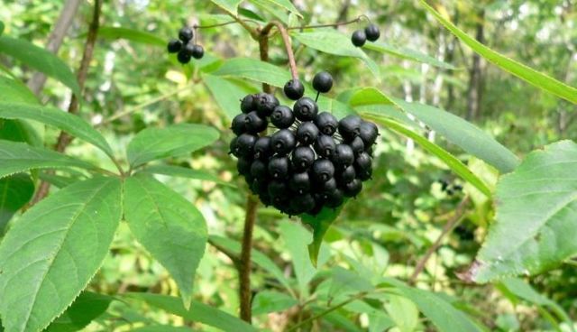 Как быстро поднять давление в домашних условиях: таблетки и народные средства