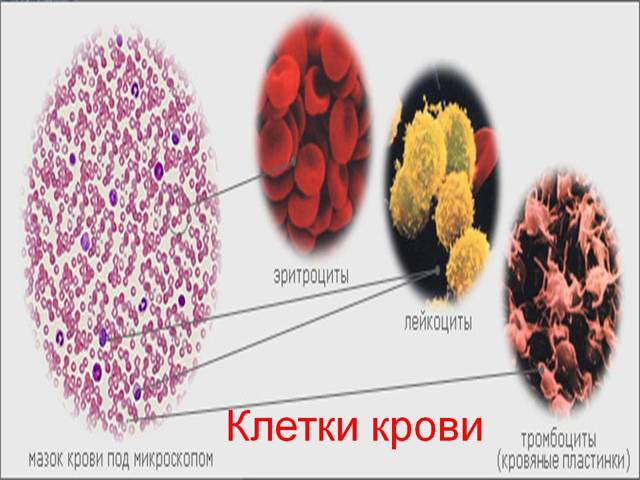 Почему rdw в анализе крови повышен и какой должна быть норма