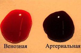 Венозная кровь человека в отличие от артериальной. Отличия венозной и артериальной крови