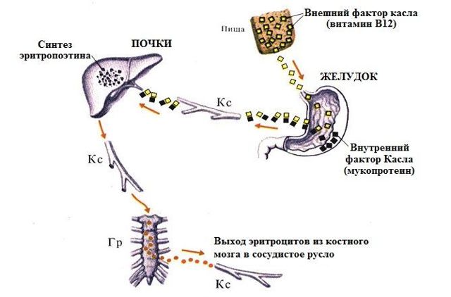 Анализ крови на витамин B12: норма у женщин и мужчин, причины повышения и снижения уровня