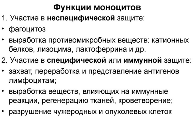 Моноциты - что это такое и какую функцию в крови они выполняют, показатели нормы моноцитов и методы лечения при их отклонениях